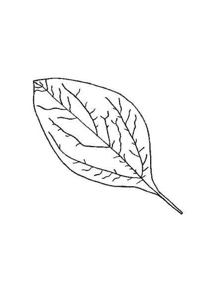 Лист подорожника раскраска
