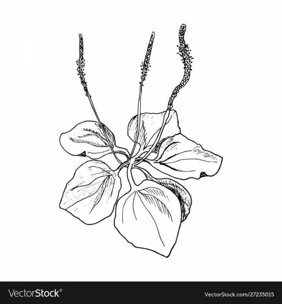 Подорожник раскраска для детей