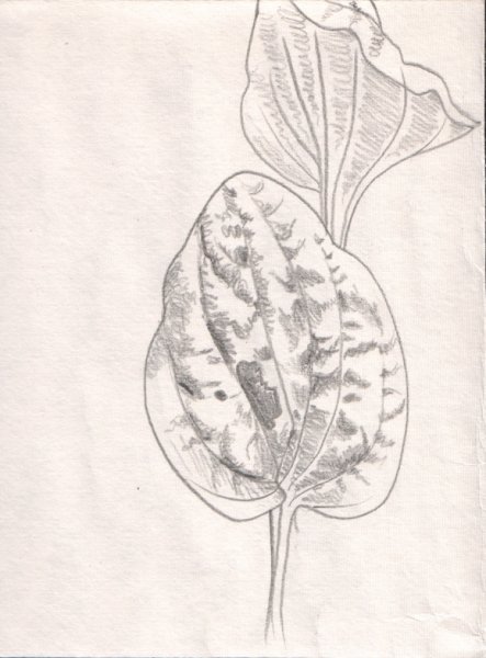 Подорожник карандашом