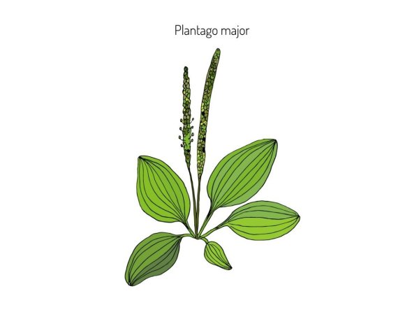 Подорожник раскраска