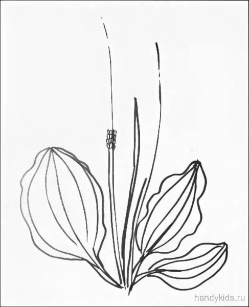 Подорожник разукрашка