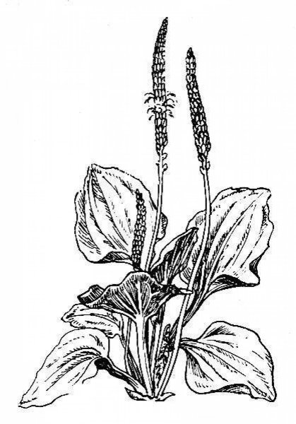 Подорожник ланцетолистный