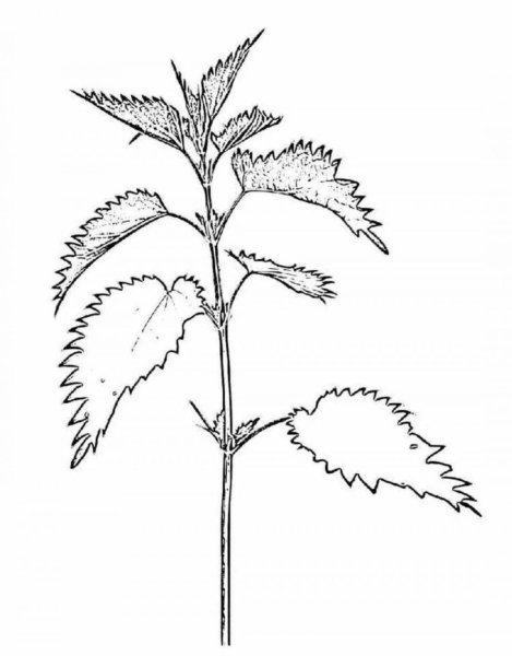 Крапива двудомная раскраска