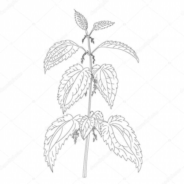 Трафарет крапивы