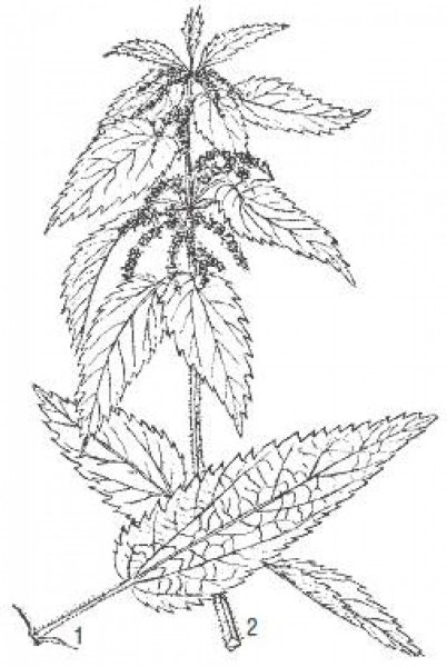 Крапива двудомная раскраска