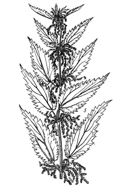 Крапива двудомная чб