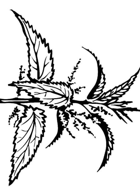 Крапива раскраска для детей