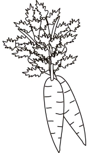 Морковка разукрашка