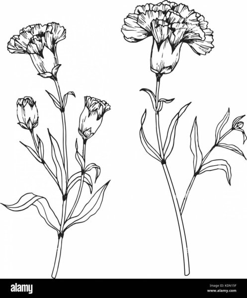 Гвоздика Графика