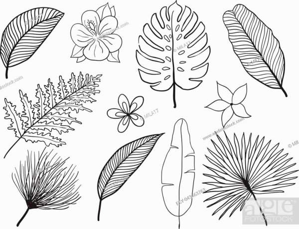Контуры экзотических листьев растений