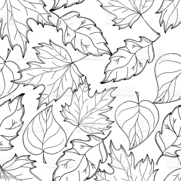 Осень листья чб