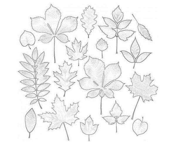 Осенние листья для срисовки