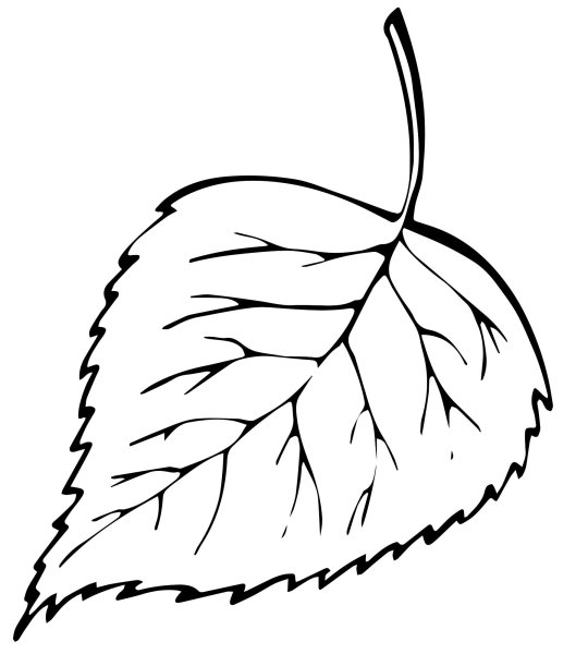 Форма листа березы