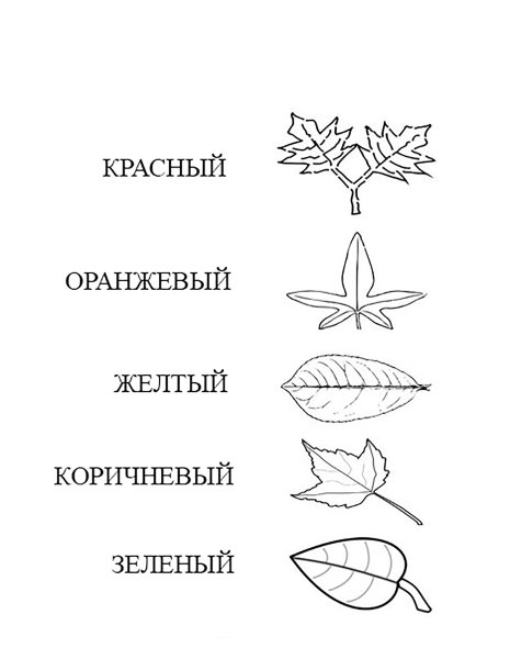 Листья деревьев для дошкольников