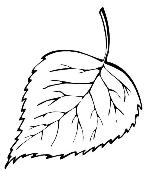 Форма листа березы