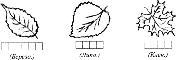 Листья дуба и березы раскраска