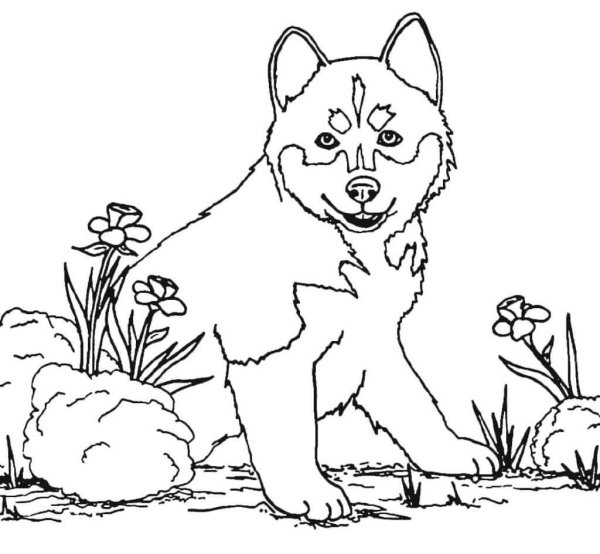 Раскраска хаски