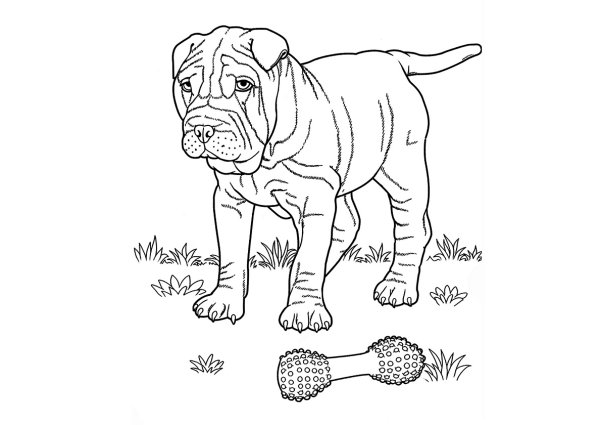 Раскраски собак собак