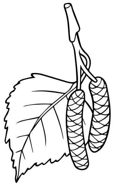 Березовые листочки раскраска для детей