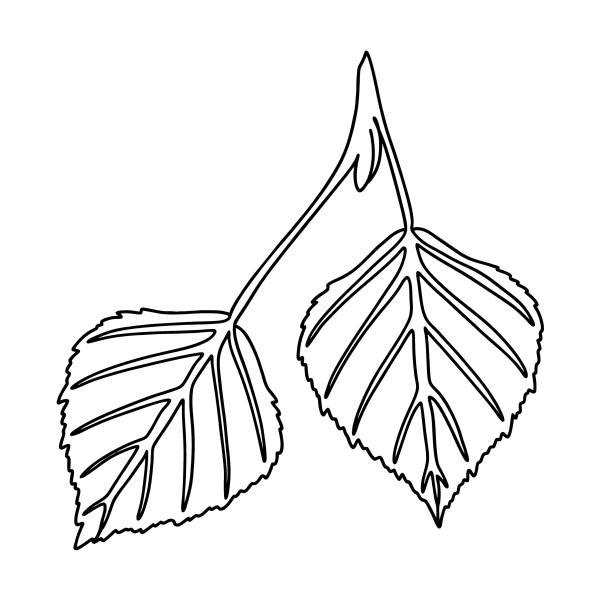 Листок березы