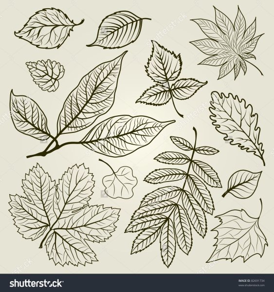 Лист дерева Графика