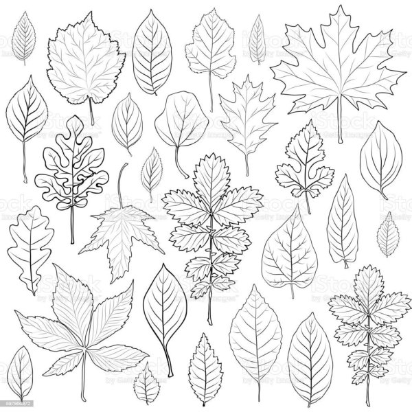 Осенний лист раскраска взрослых