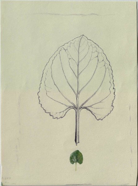 Гербарий карандашом