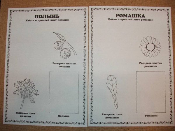 Гербарий раскраска