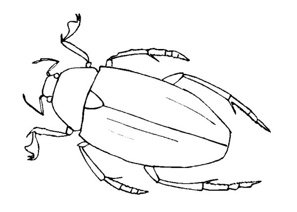 Жук картинка раскраска