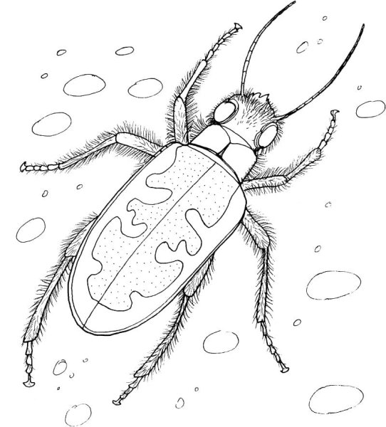 Жук нарывник раскраска