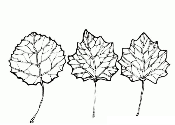 Лист осины рисунок