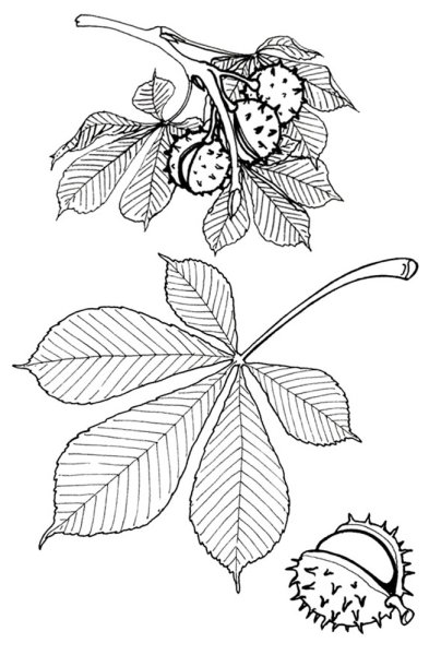 Лист каштана