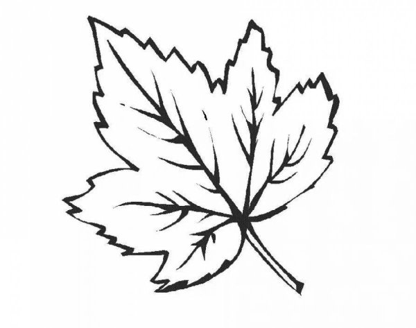 Кленовый лист раскраска