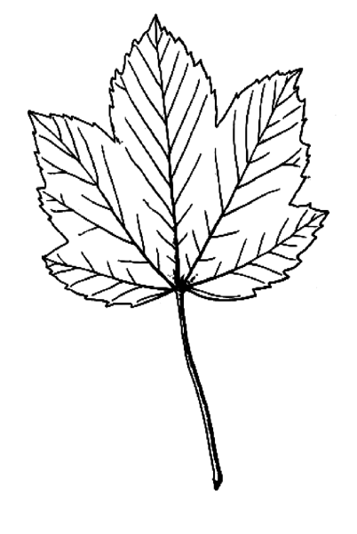 Листья раскраска