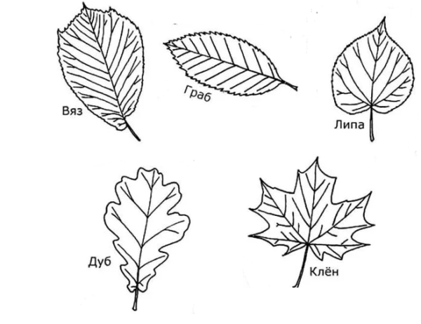 Листья клена осины березы