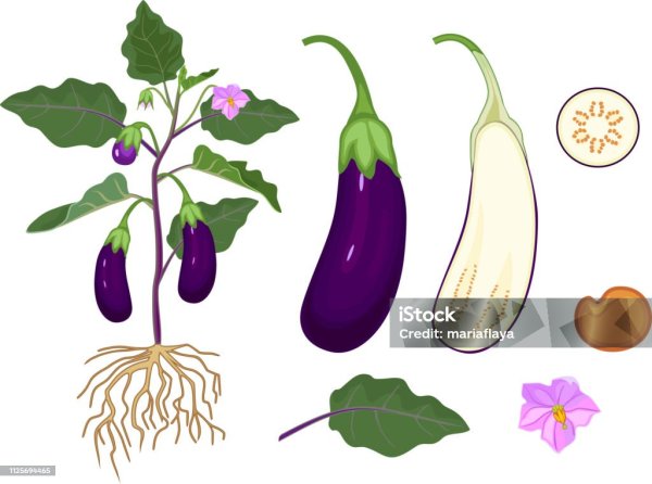 Баклажан строение растения