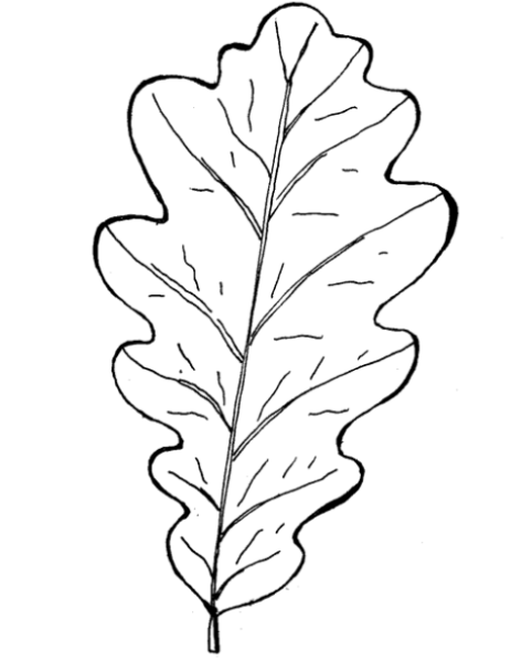 Лист дуба рисунок