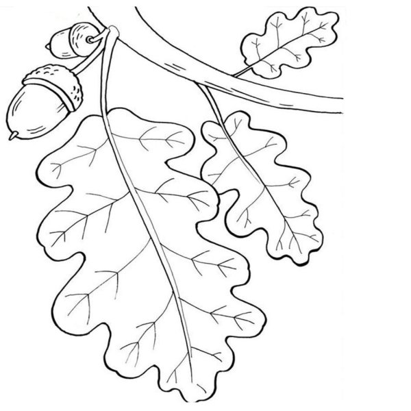 Раскраска листья деревьев для детей