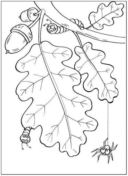 Дуб раскраска