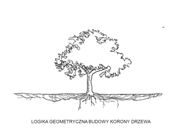 Дерево с корнями рисунок раскраска