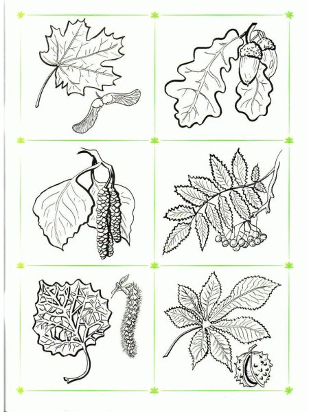 Листья деревьев для дошкольников