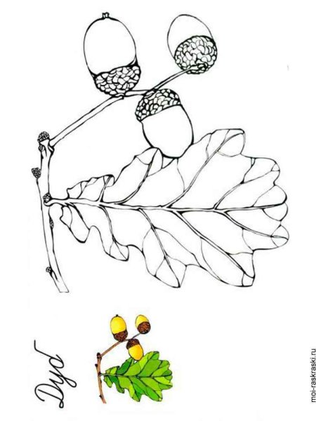 Раскраска деревья, плоды, листья