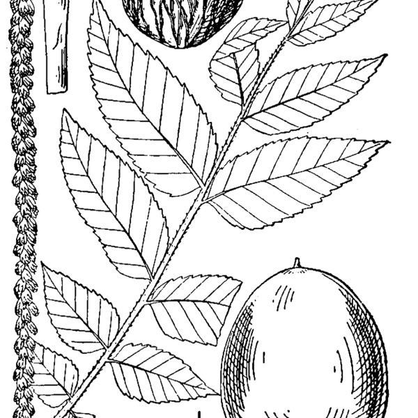 Орех грецкий