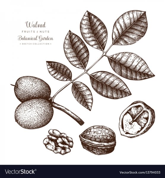 Грецкий орех Ботаническая иллюстрация