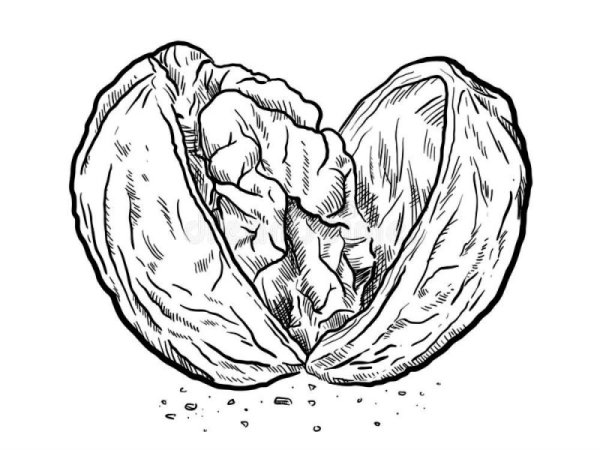 Грецкий орех раскраска для детей