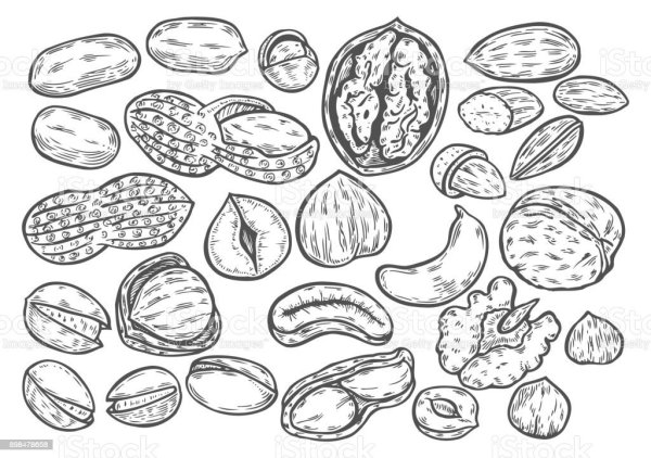 Орех контурный рисунок