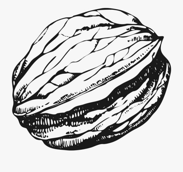 Грецкий орех эскиз