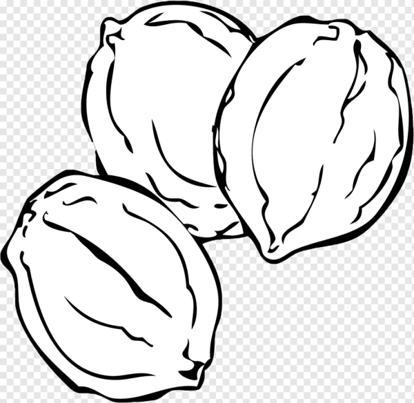 Орех раскраска для детей