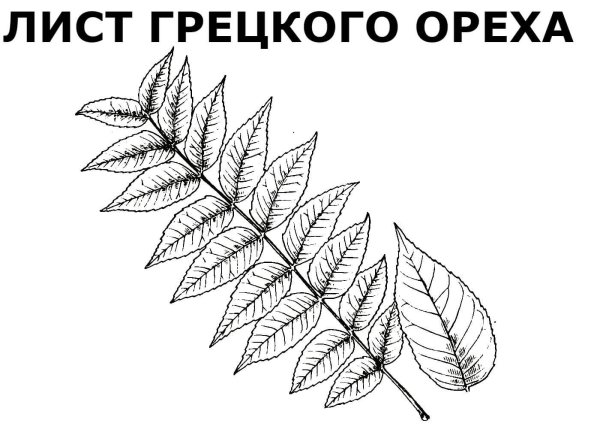 Лиана с листочками для раскрашивания