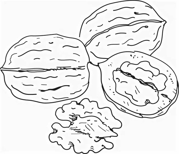 Орех раскраска